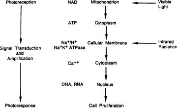 Light Signal transfer